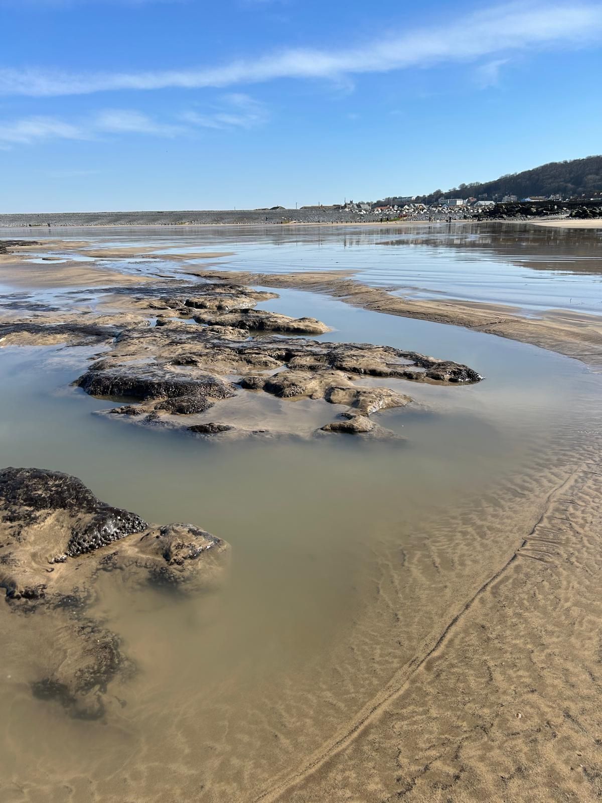 Ancient forrest is a snap shot into the past at Westward Ho! Devon. Animal remains, human remains have been found in the past.