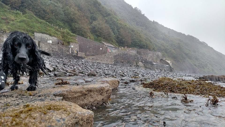 Bucks Mills in Devon is a great place to take your dog for the day. Rocky beach with some sand at low tide