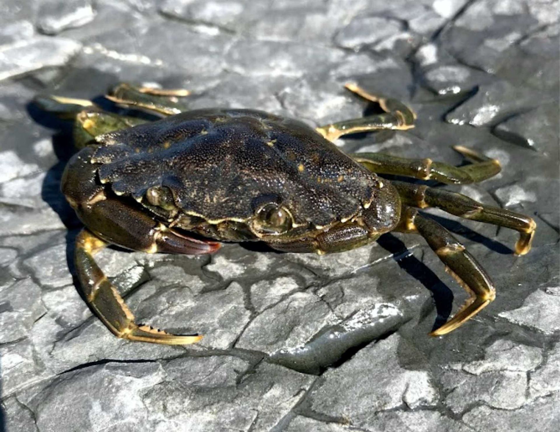 The common shore crab can be found in the rock pools here in Westward Ho!, Devon. Aggressive and quick they are easy to identify and found in most rockpools.