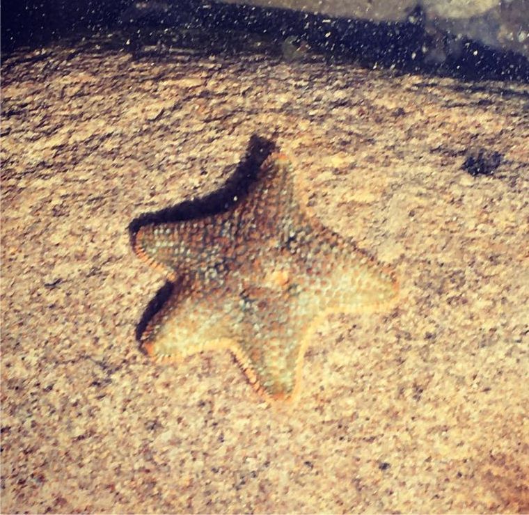 The cushion star fish is found in UK rock pools in the intertidal zone. They are easy to identify and cute little creatures.