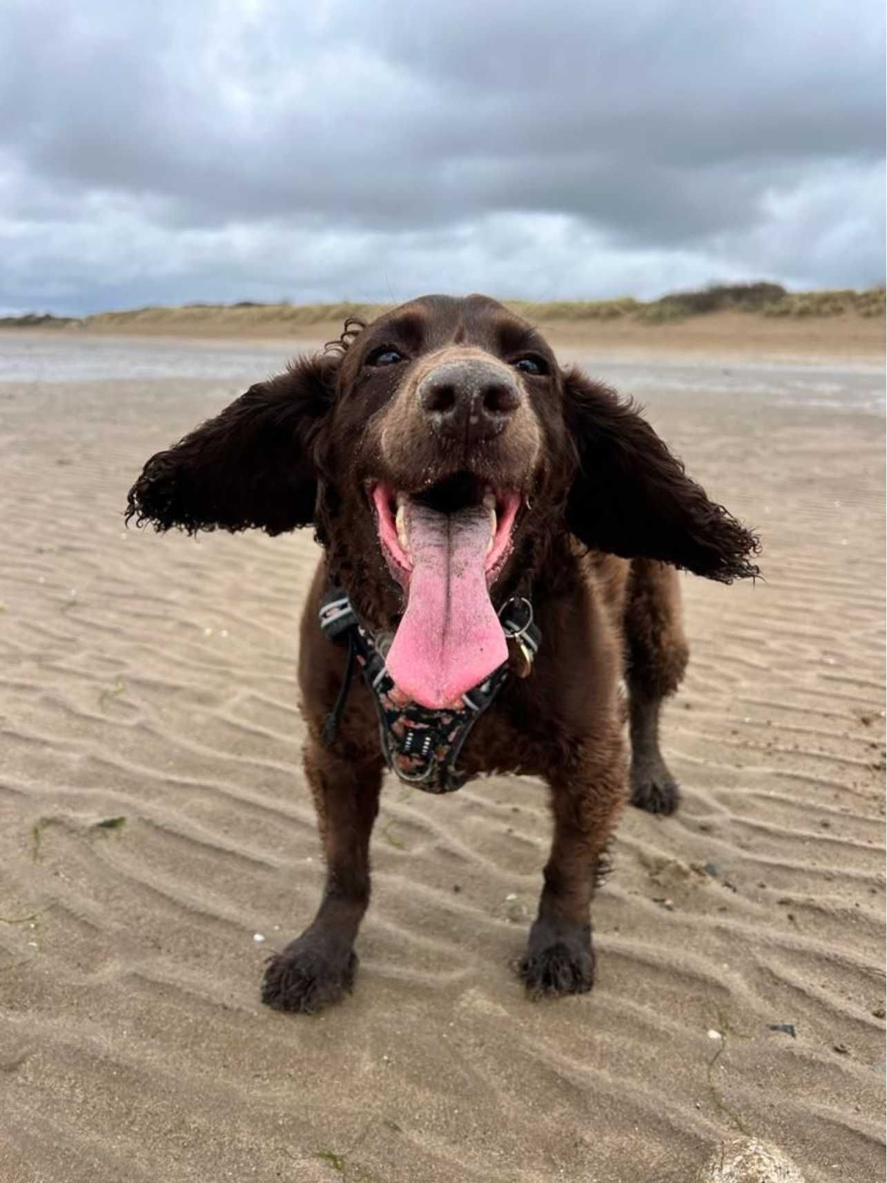 Dog loving life on Westward Ho! beach in North Devon, perfect for dog holidays in the UK