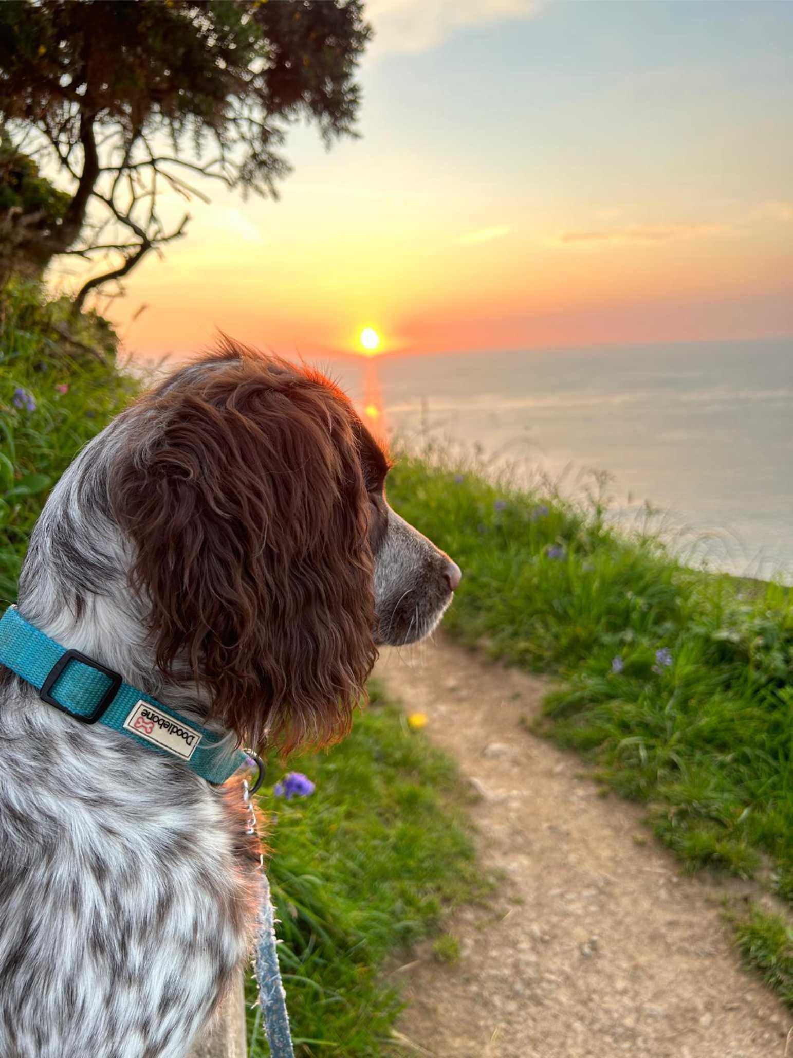 Dog watching the sunset at Westward Ho! Devon. Why not bring your dog on holiday as they love it here