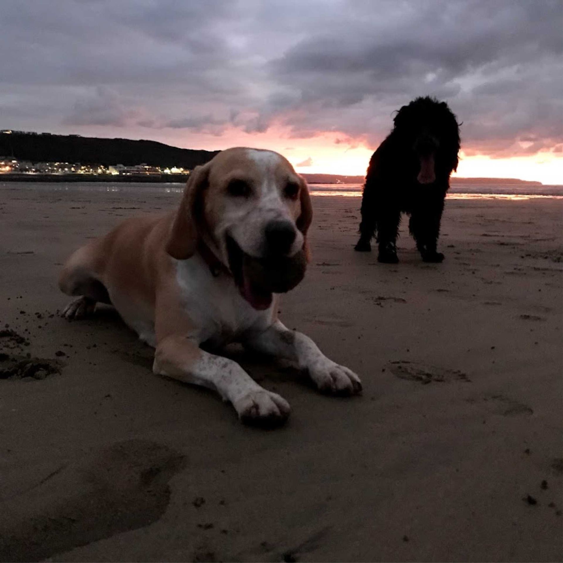 Dogs adore Westward Ho! beach all year but especially in the winter months when they get the whole beach to play on. Miles of golden sand  to play ball on and many an adventerous walk to find.