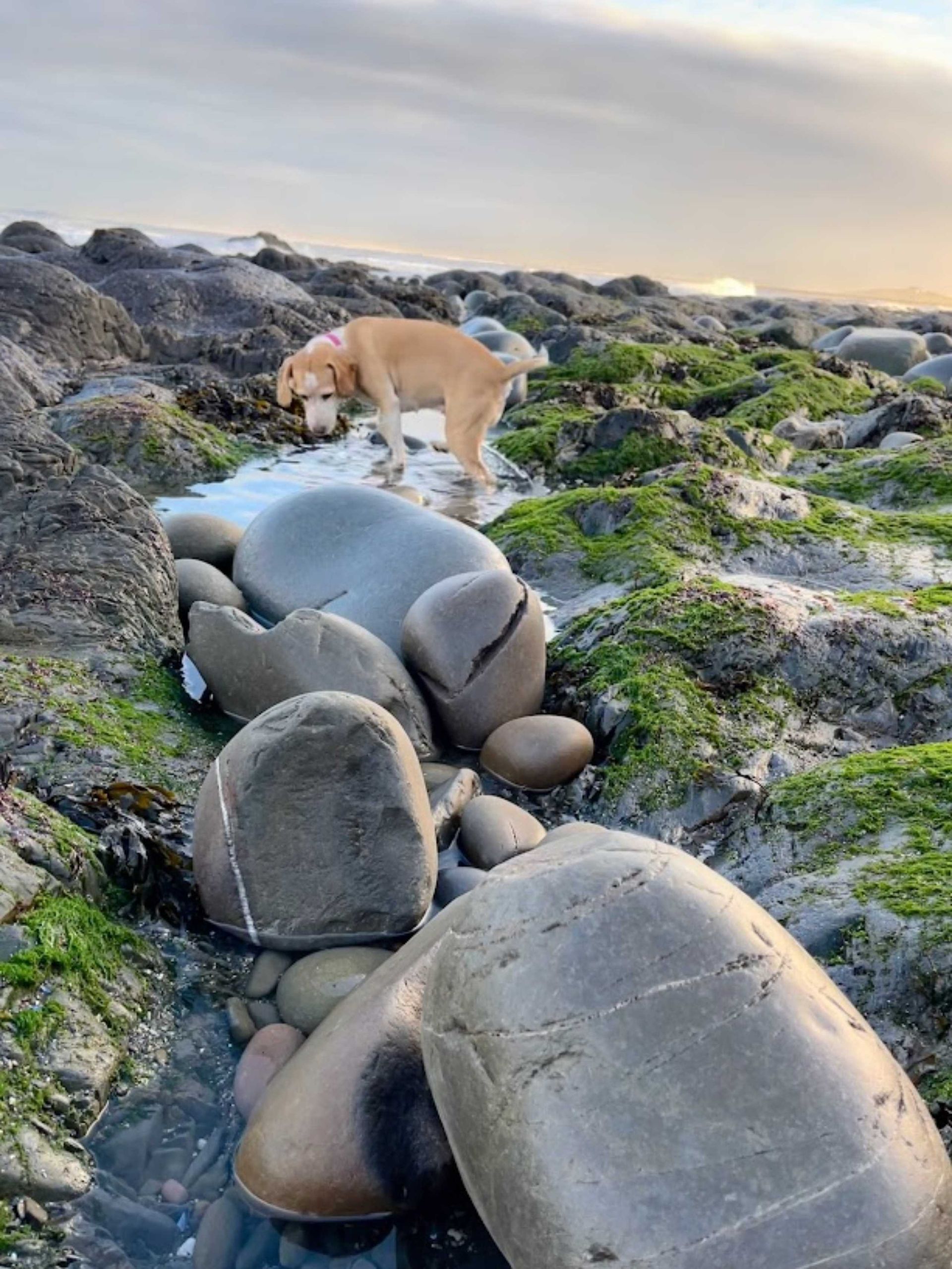 Dog enjoying the each here in Westward Ho! Devon. The village is a great place to bring dogs on holiday with you for a UK break away, staycation or short stay with your furry friend