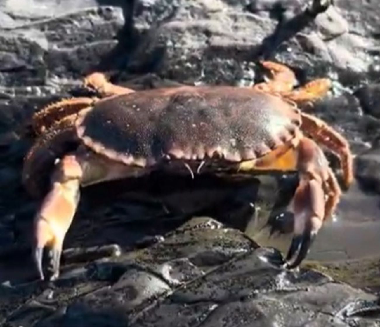 The Edible crab can be found in the Rock Pools at Westward Ho! in North Devon especially around breeding time in the summer when the young ones seek shelter to grow.