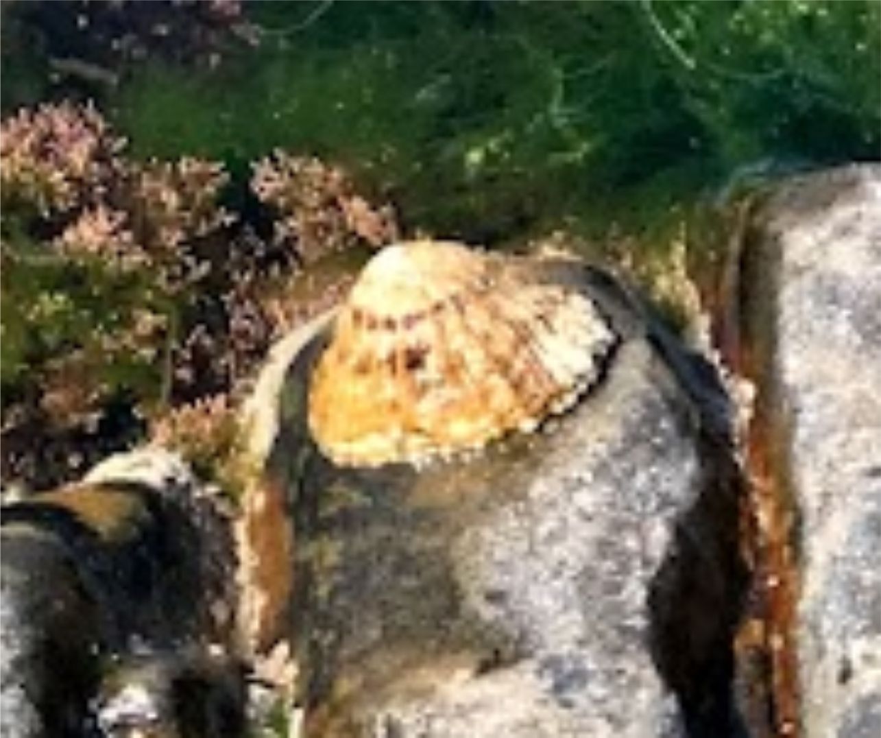 Limpets are interesting mullusks and you will see many around the rock pools in Westward Ho! They stick to the rocks so much you won't be able to move them.