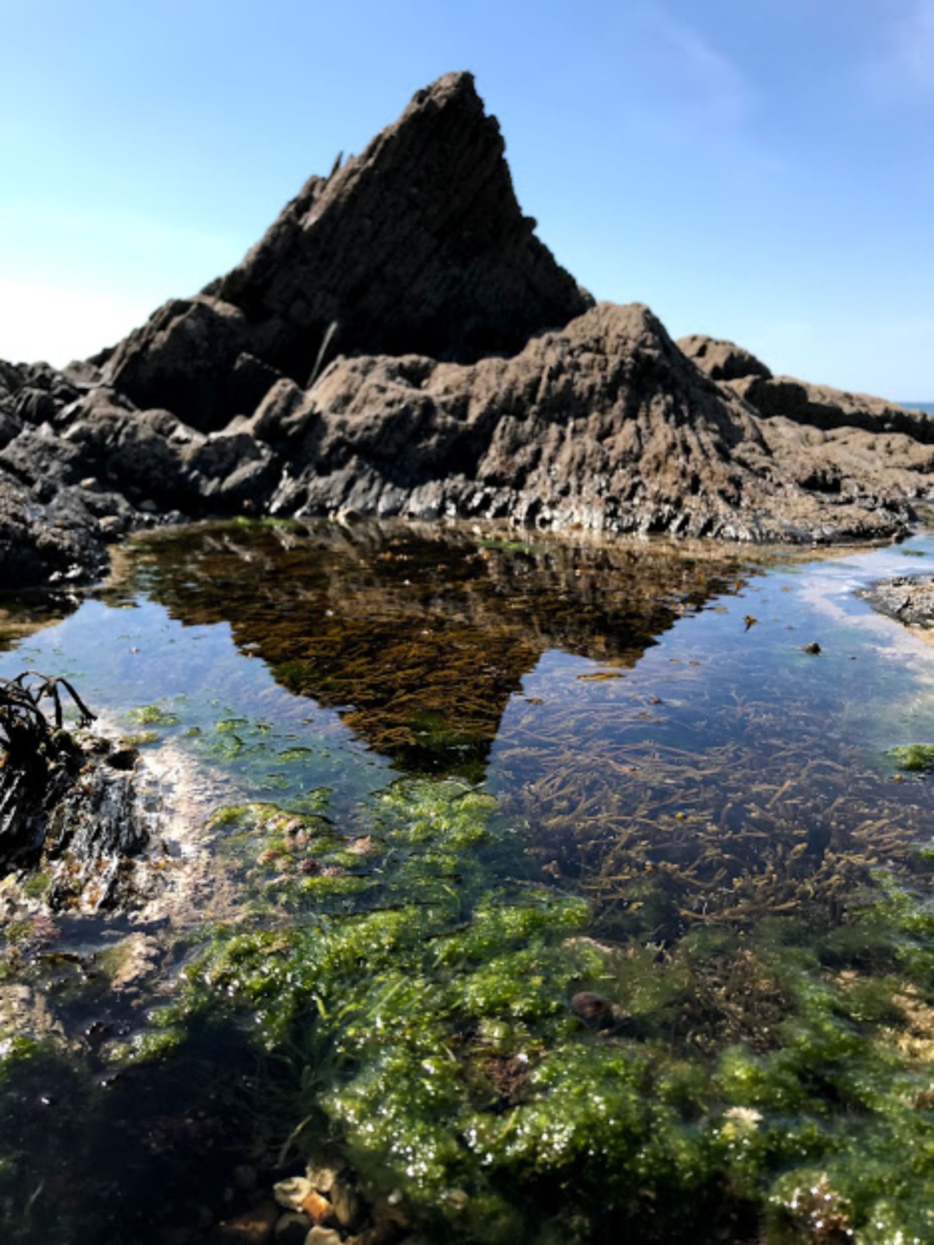 The rock pools around Westward Ho! are beautiful and full of life