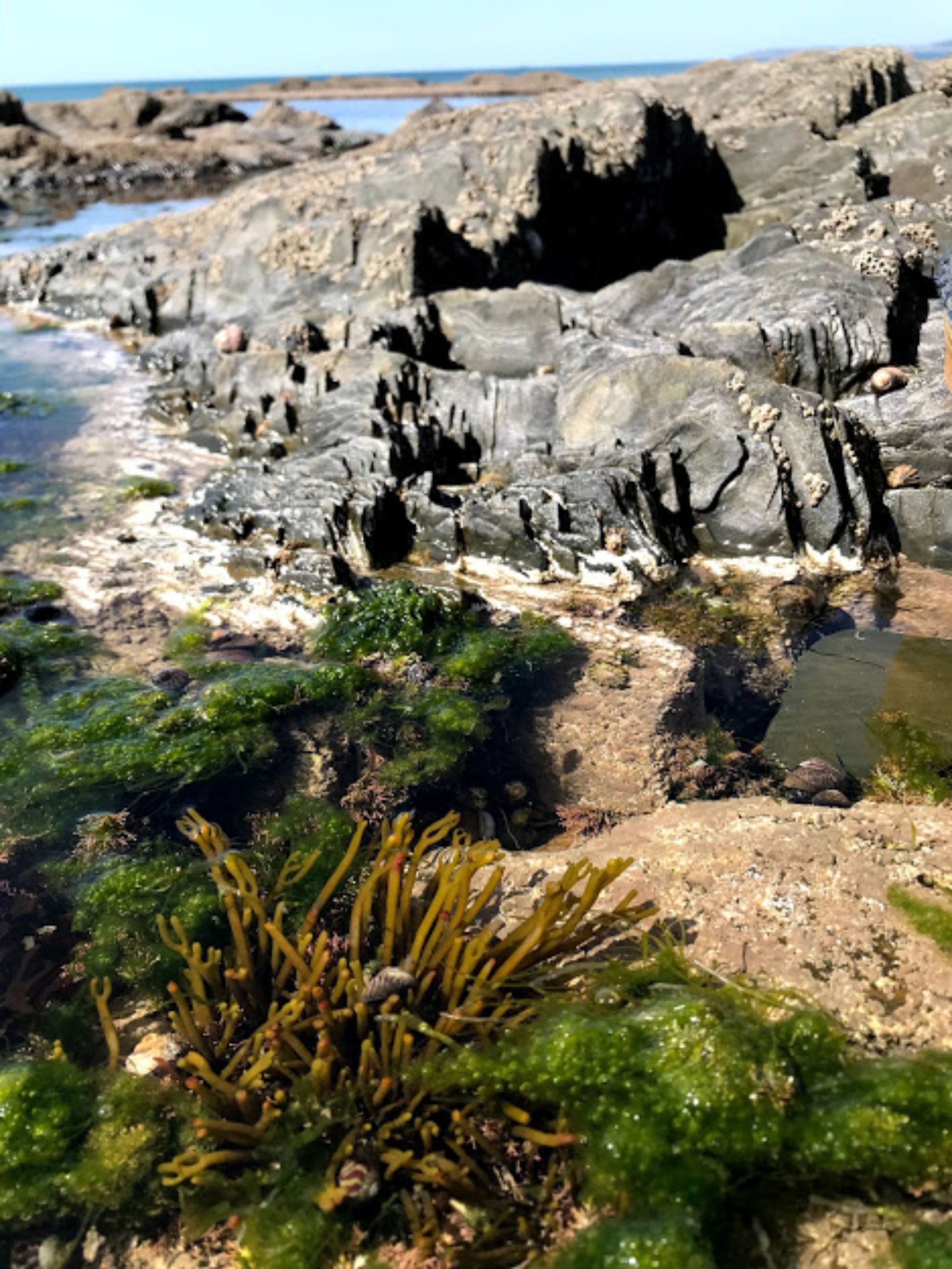 rock pools in Westward Ho! Devon are fully of life