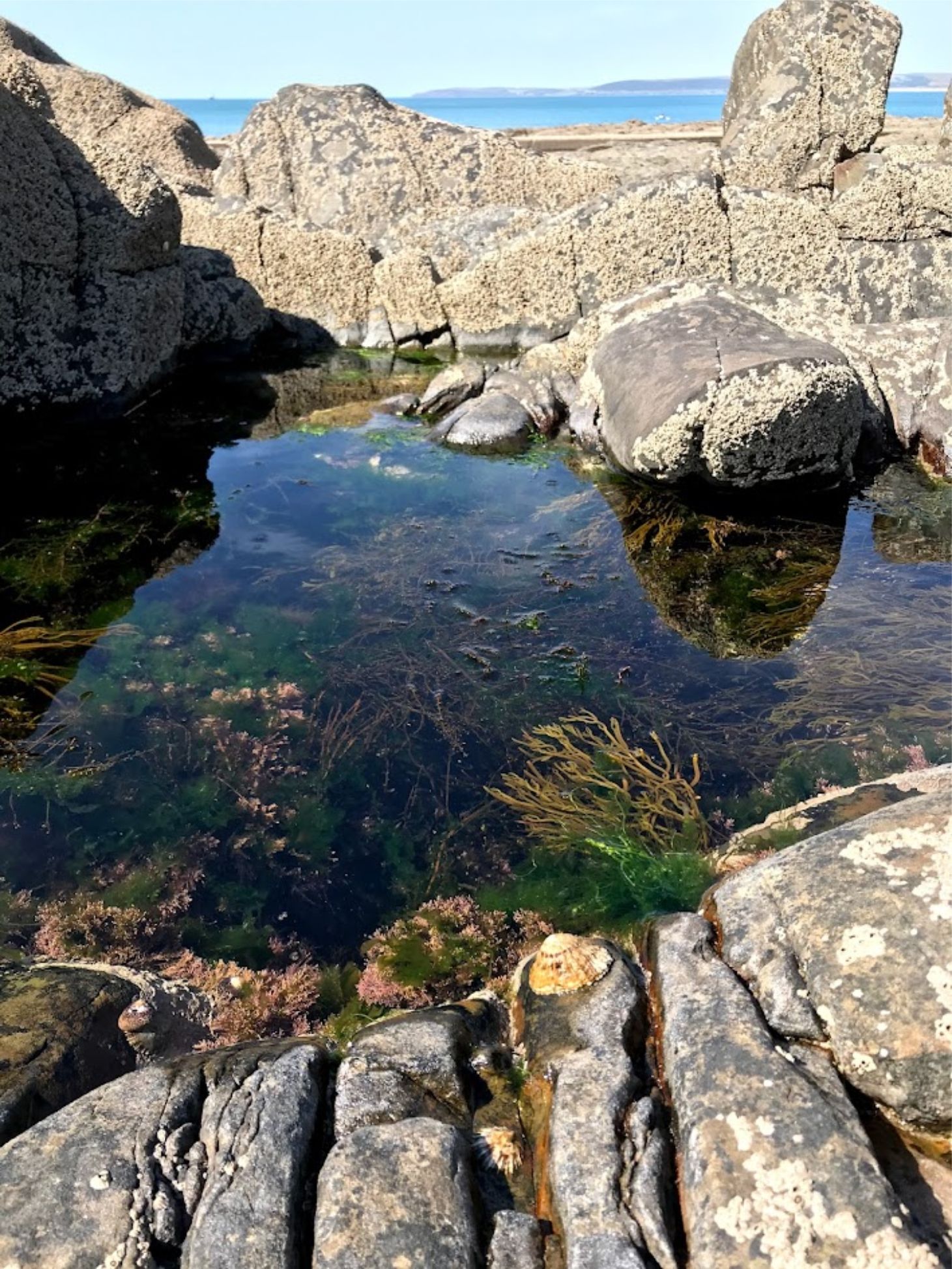 You can find shrimps and prawns in the rock pools around Westward Ho! It's a great activity to do while you are here.