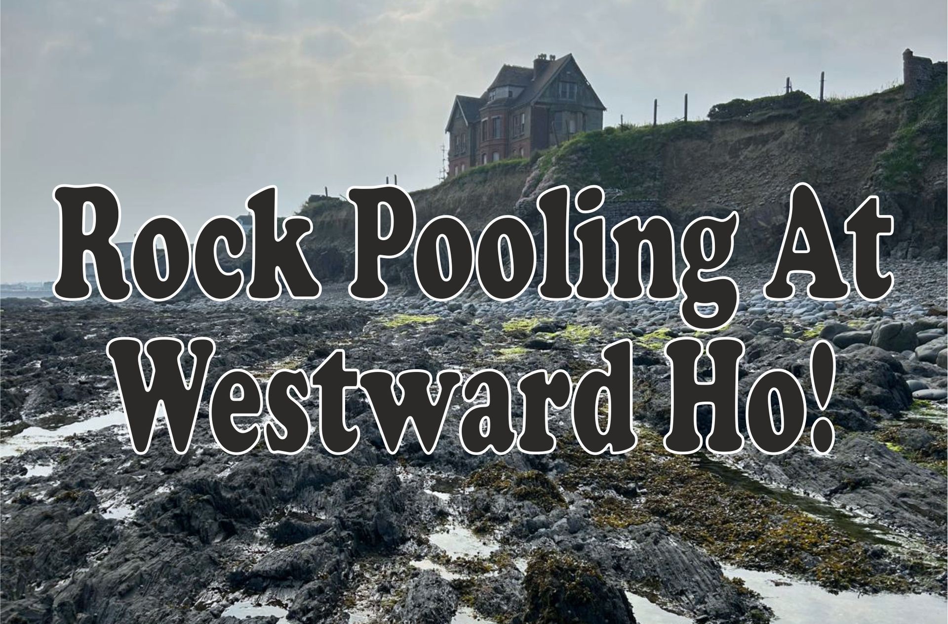 Things to do in Westward Ho! Devon include finding wildlife in the rock pools, you will find shrimps, crabs, winkles, fish and more