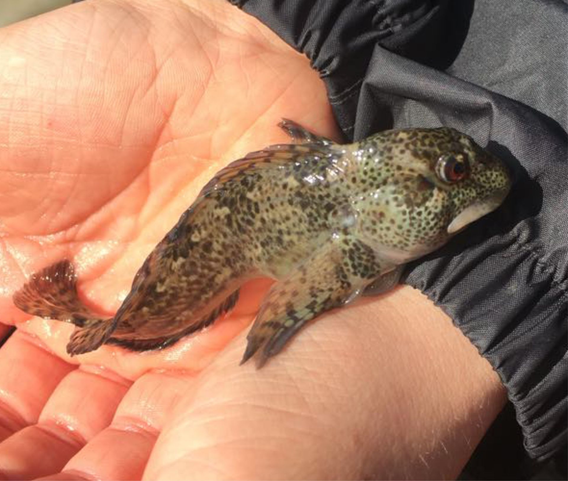 The Shanny is a type of blenny and found in rock pools and intertidal zones around the UK. This friendly fish is amazing to find and study.