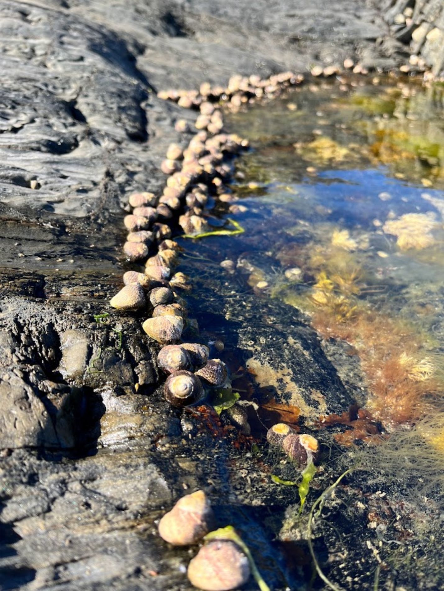 Winkles live in the intertidal zone and adore rock pools, these snails eat algee and help to keep the rock pools clean. They act as food for birds, crabs and fish. You will see many in Westward Ho!