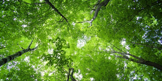 What Does It Mean To Canopy A Tree