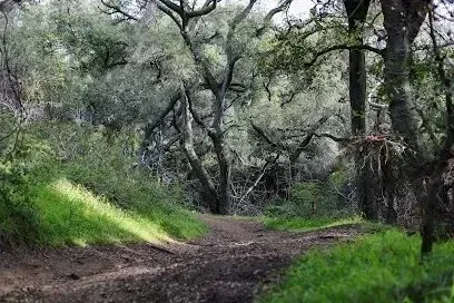 Tree Services West Covina – This scenic forest trail at Marshall Canyon Trail highlights the beauty of nature with its towering oak trees and lush greenery.