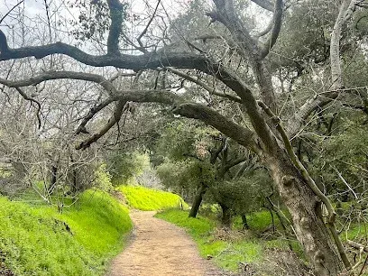 Tree Services West Covina -A dirt path winds through a forest with arching trees and vibrant green grass, creating a serene, natural atmosphere under a cloudy sky.