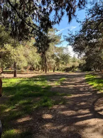 Tree Services West Covina plays a crucial role in maintaining the natural beauty and safety of trails like those at San Dimas Canyon Nature Center. This scenic pathway is surrounded by tall, lush trees that provide shade and a peaceful atmosphere for hikers and nature enthusiasts.
