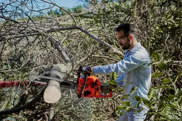 Tree Removal Service West Covina- in action as a worker uses a chainsaw to cut through a thick tree branch. The image shows the arborist wearing protective eyewear and gloves while working in a densely wooded outdoor area.