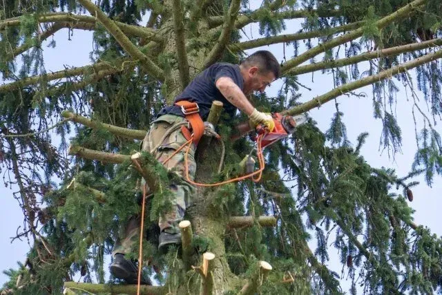 Tree Removal Service West Covina professional is secured with a harness while cutting branches high up in a tall evergreen tree. The image shows the worker using a chainsaw to carefully trim limbs, surrounded by dense green foliage