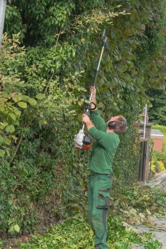 Tree Removal Service West Covina worker uses a pole saw to trim tall, dense greenery along the edge of a property. The image shows the professional wearing protective earmuffs and green work attire, with cut leaves scattered on the ground