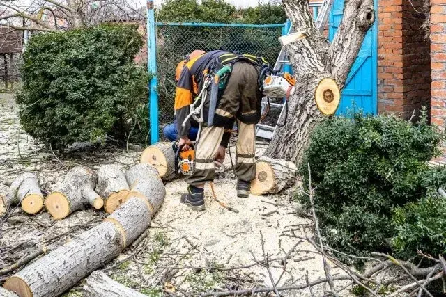 Tree Removal Service West Covina -A person in work gear uses a chainsaw to cut branches from a large fallen tree. The scene is outdoors beside a brick building, conveying an active, industrious mood.