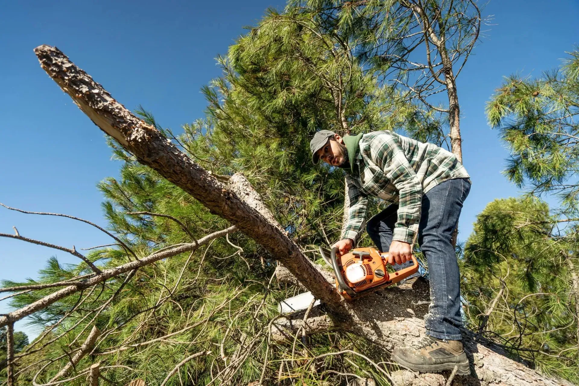 Tree Removal Service West Covina shows a worker in casual safety attire using a chainsaw to cut a large tree branch while balancing on the trunk