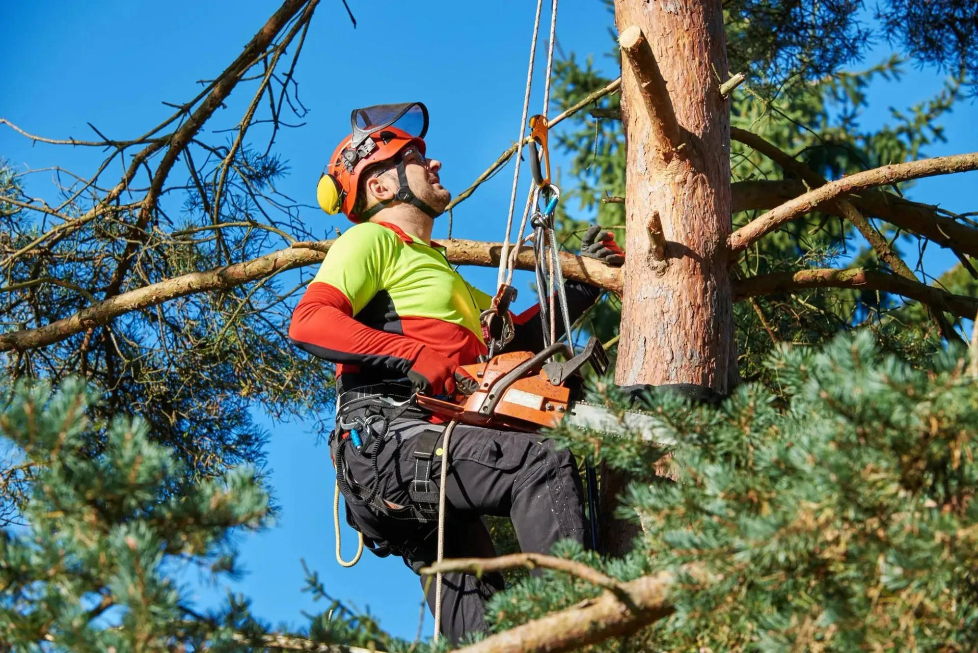 Tree Removal Service West Covina shows a professional arborist in safety gear using a chainsaw to cut branches while secured with ropes high up in a tree against a clear blue sky