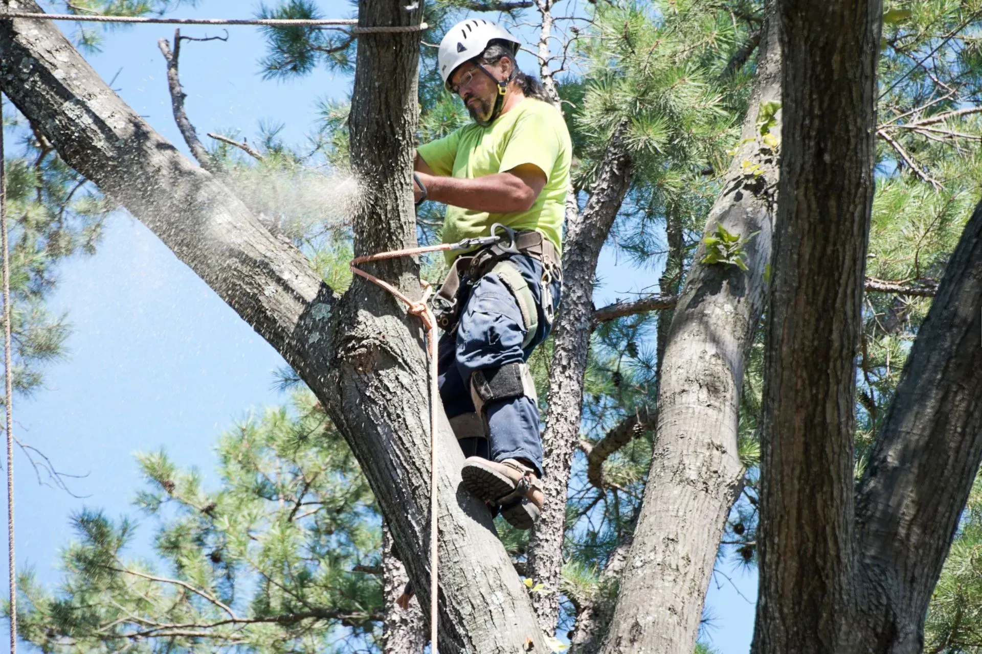 Tree Service West Covina-Arborist in a tree, wearing a helmet and harness, cutting a branch with a saw on a sunny day.