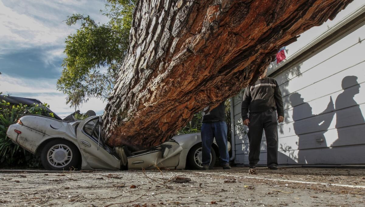 Branches, Stumps & Neglected Trees: The Quick Guide to Spotting Tree ...