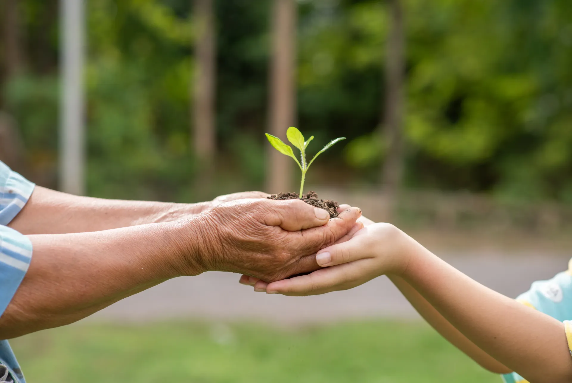 More Than Just a Pretty Yard: How Eco-Friendly Tree Services Protect ...