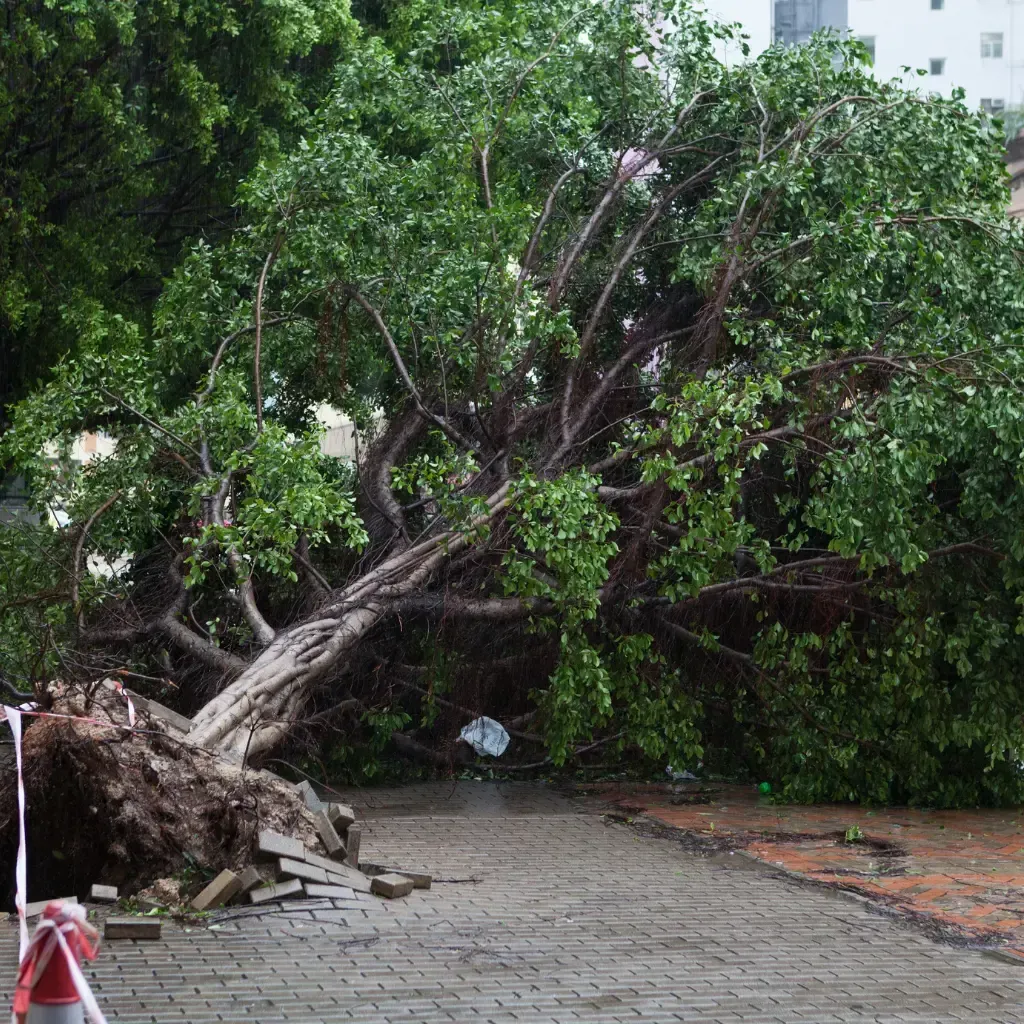 Tree Removal Service West Covina -A large tree has fallen across a paved walkway, with thick green foliage and exposed roots. Nearby, scattered bricks highlight storm damage.