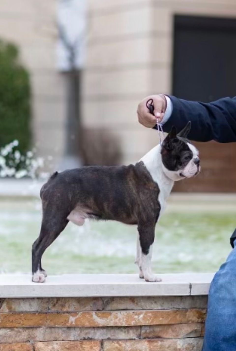 Stud dog at dog show
