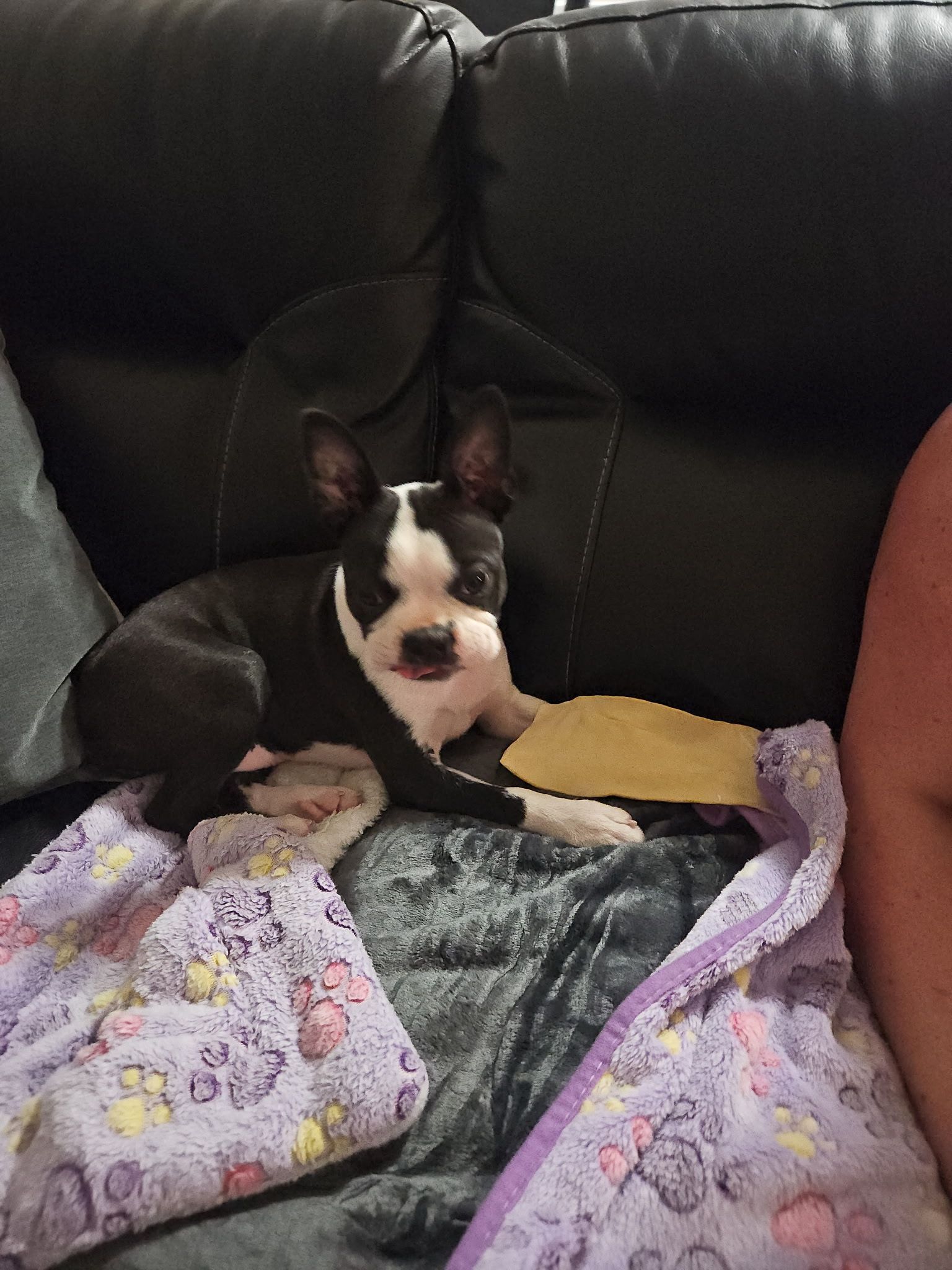 Tuxedo's Penny From Heaven