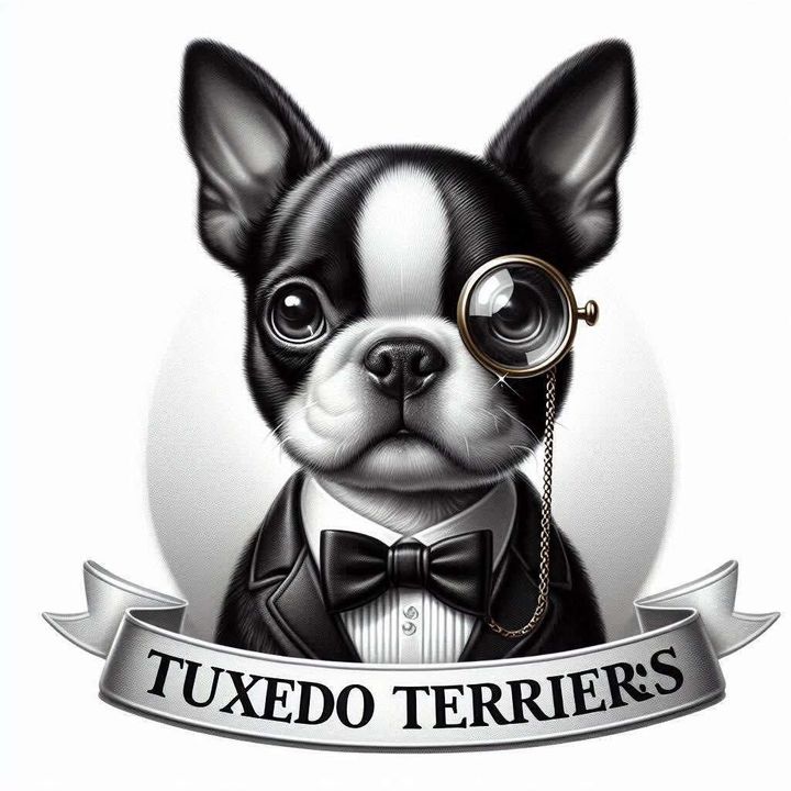 Baby Puppy 
Image Courtesy of Shelly Mundt (Selectabull's Boston Terriers)