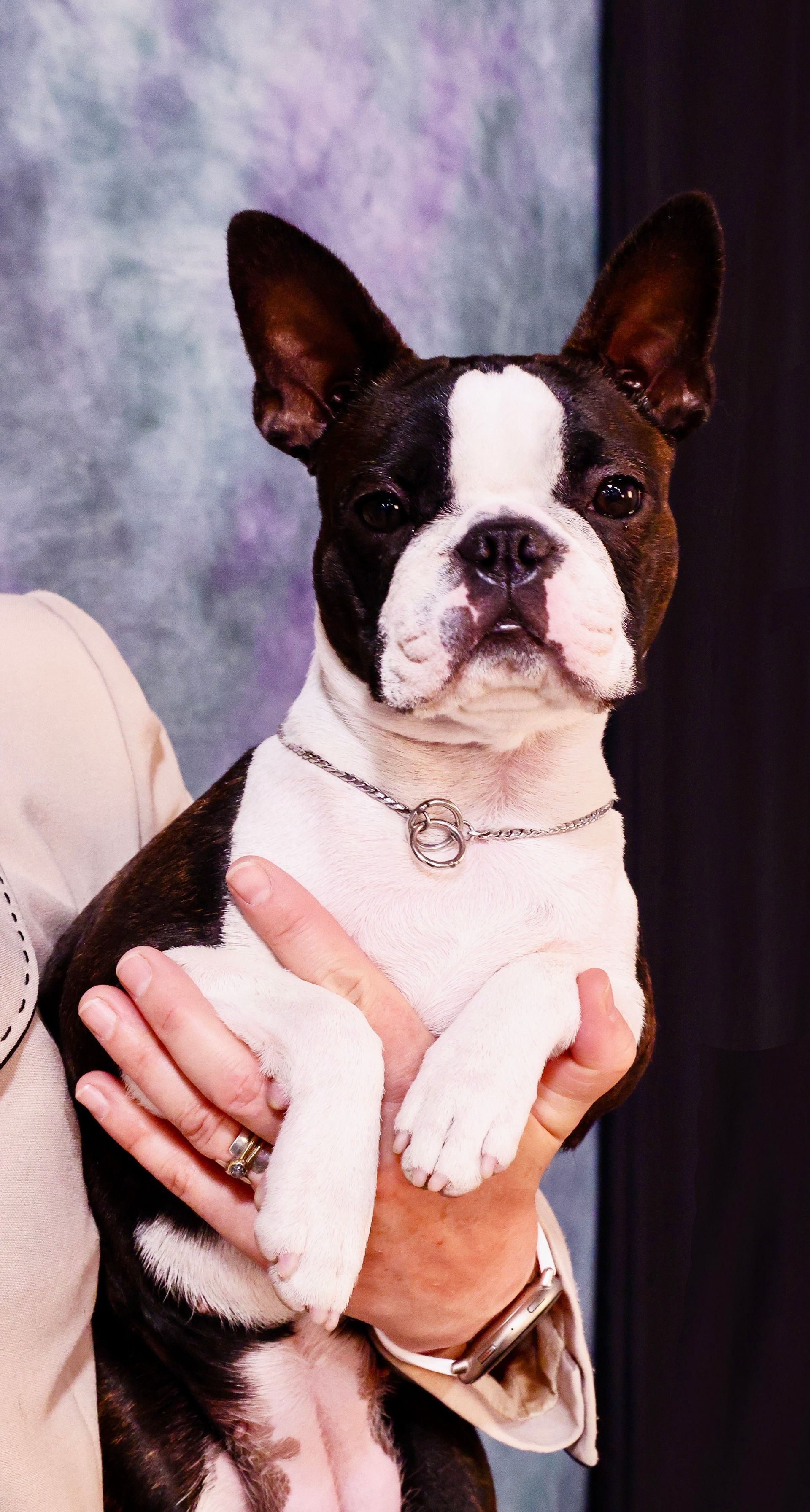 Lacey approx 12 months old