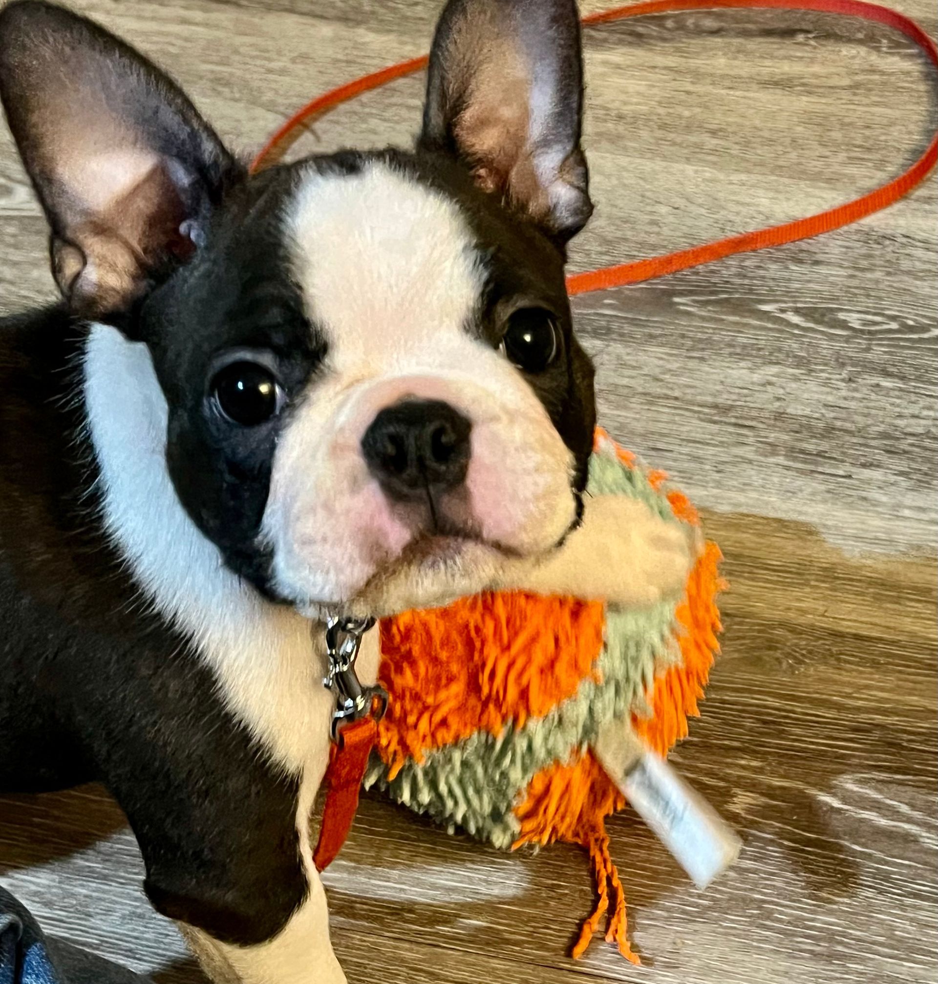 Lacey approx 12 weeks