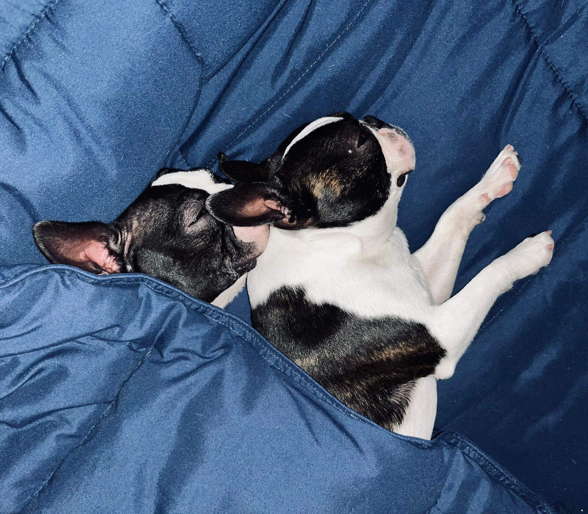 2025 Breeding Pair Misty x Ryker
