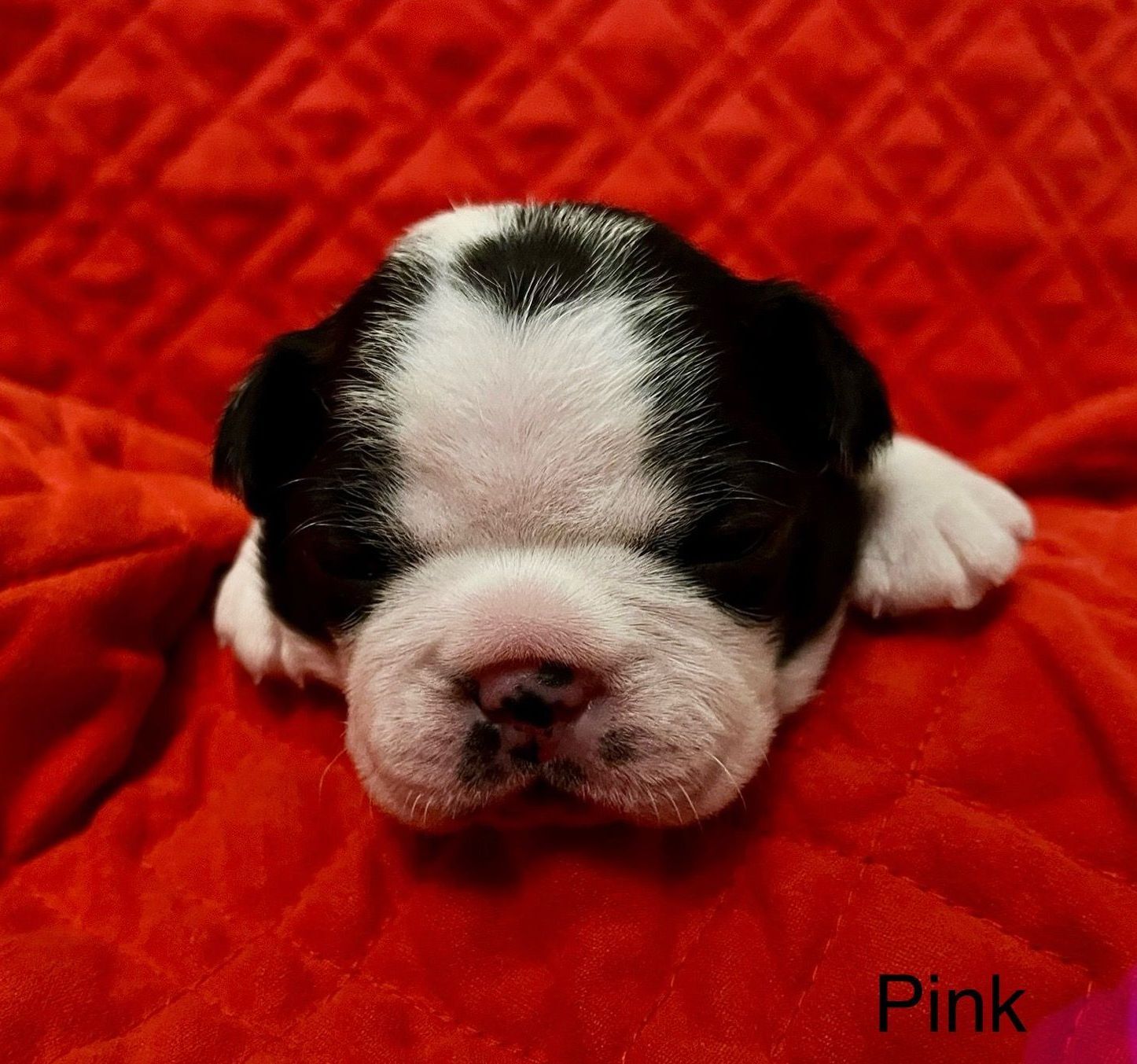 Misty X Ryker Baby Girl