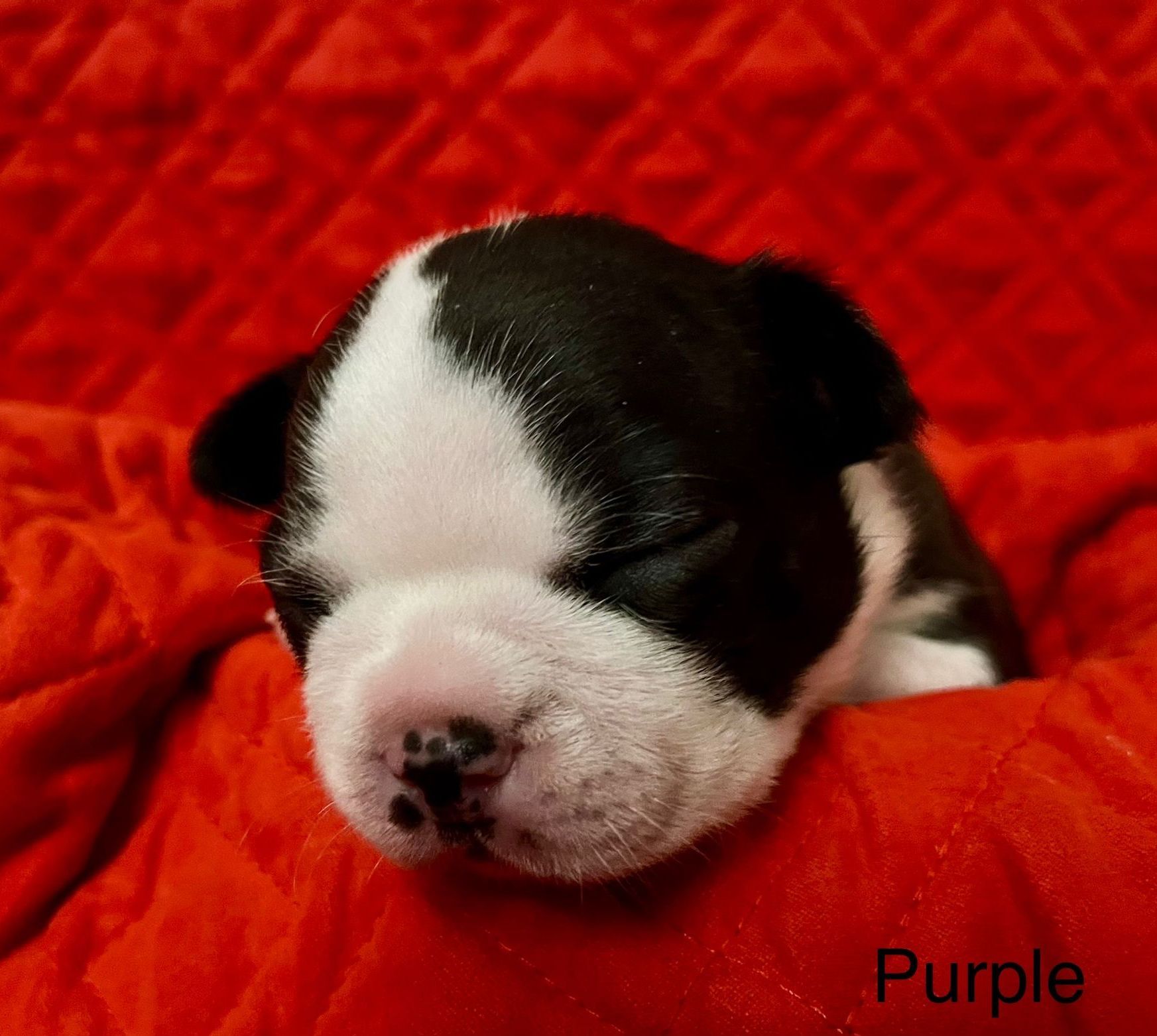 Misty X Ryker Baby Boy