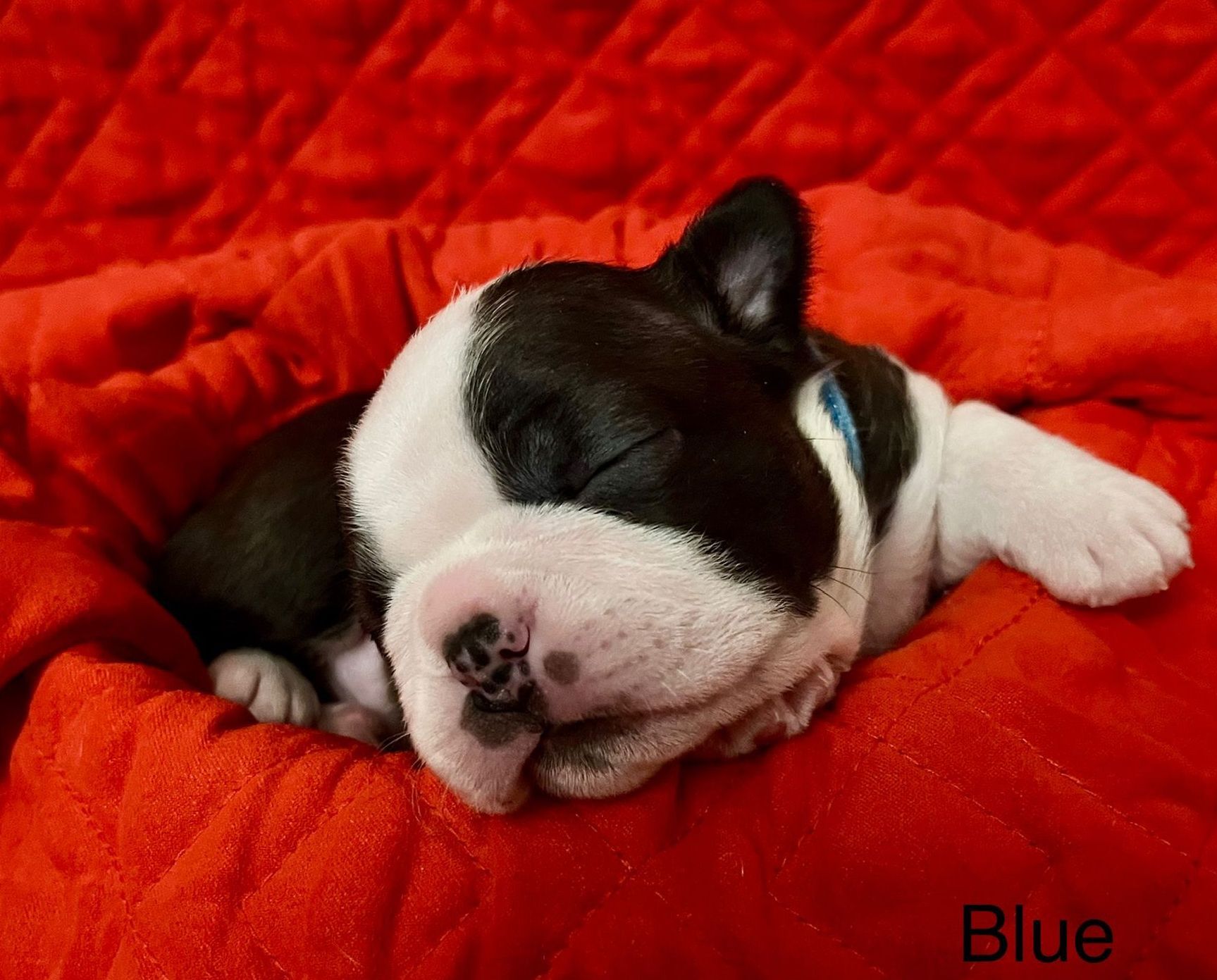 A black and white dog wearing a top hat and bow tie.