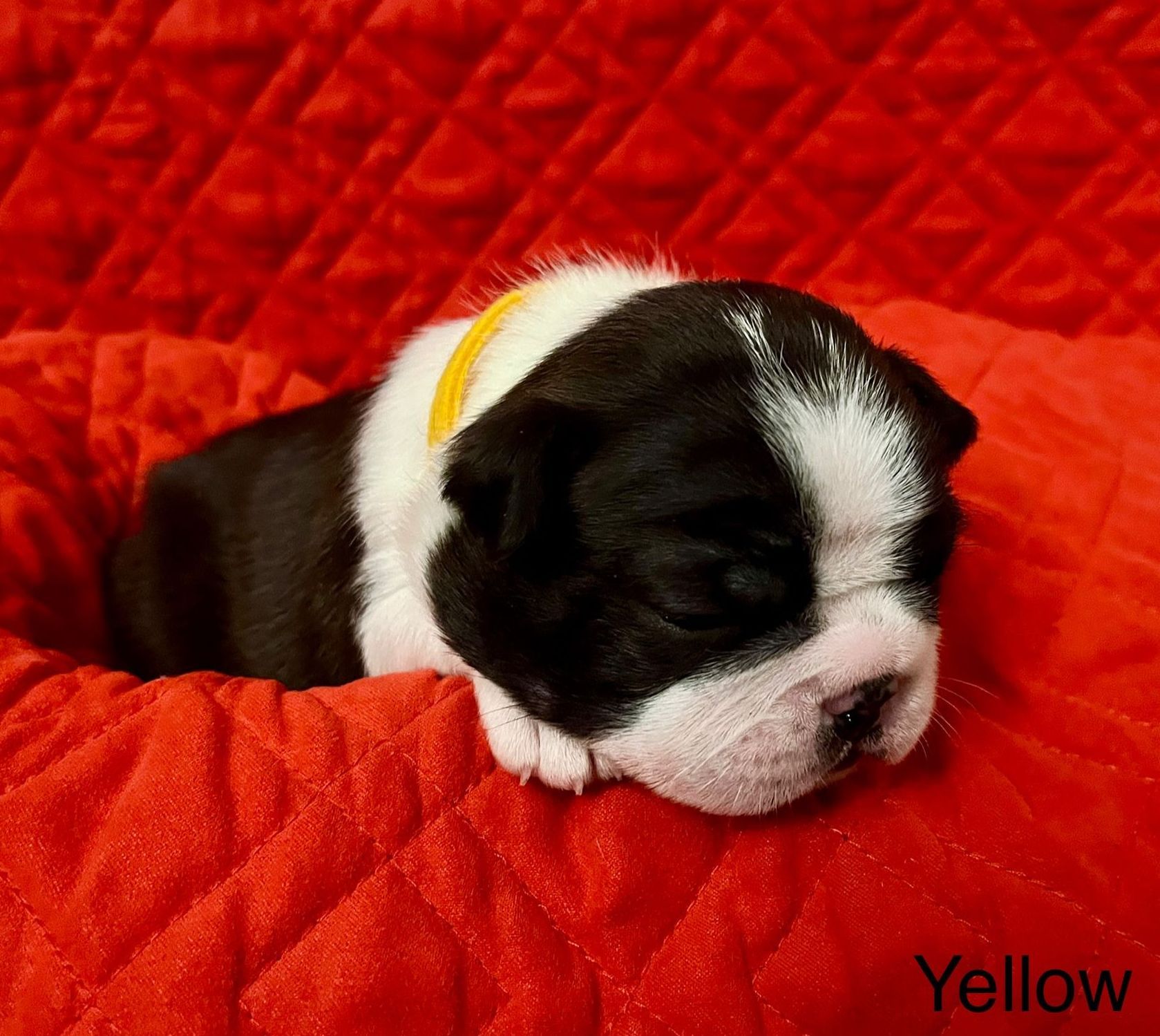 Misty X Ryker Baby Boy