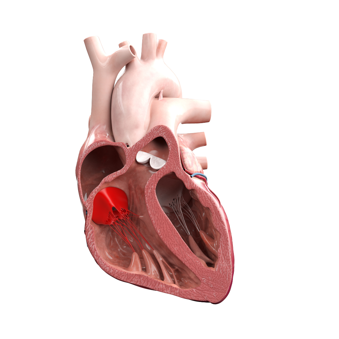Corte transversal de um coração humano, mostrando a válvula mitral destacada em vermelho.