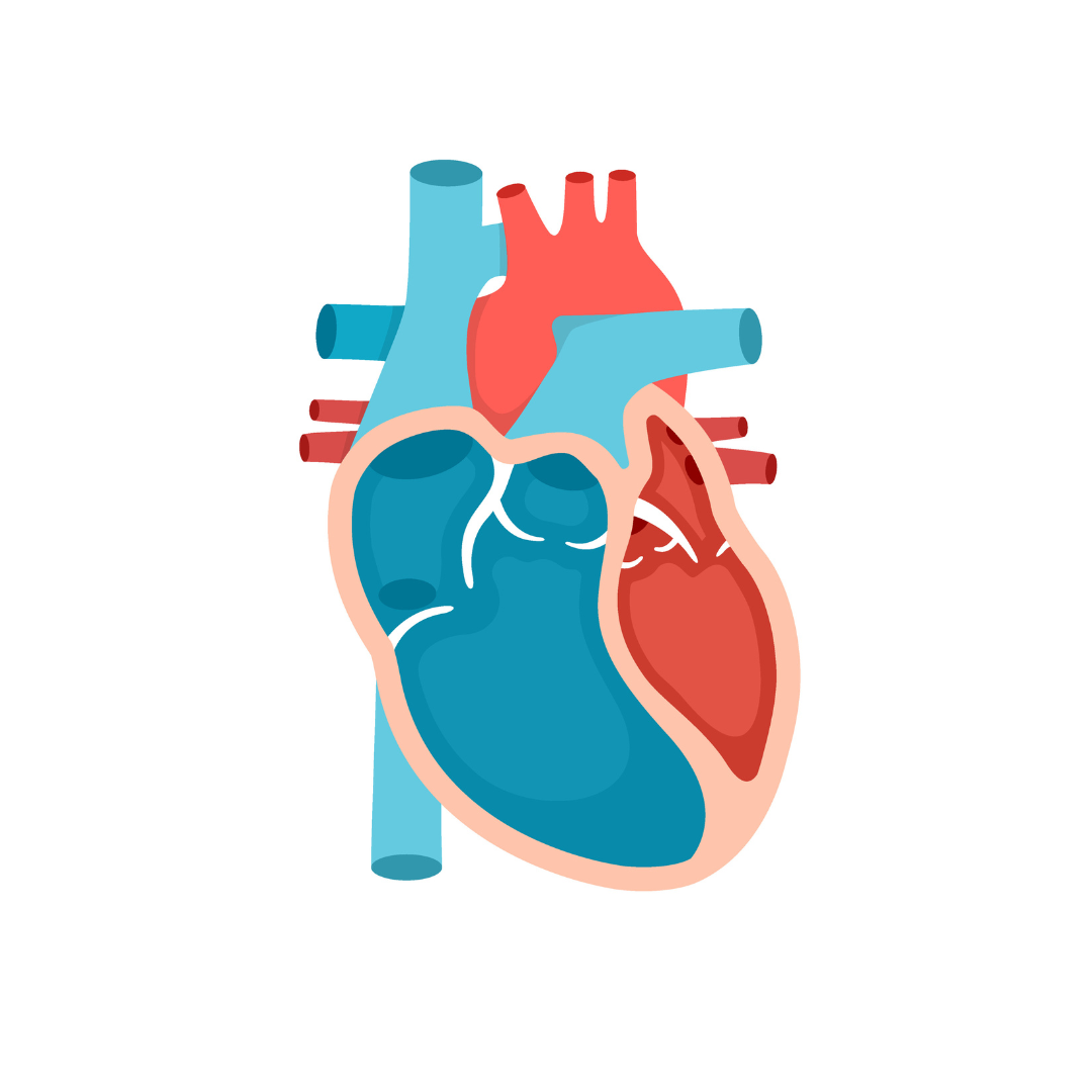 Diagrama de um coração humano, com as câmaras e os vasos principais codificados por cores azul e vermelho.