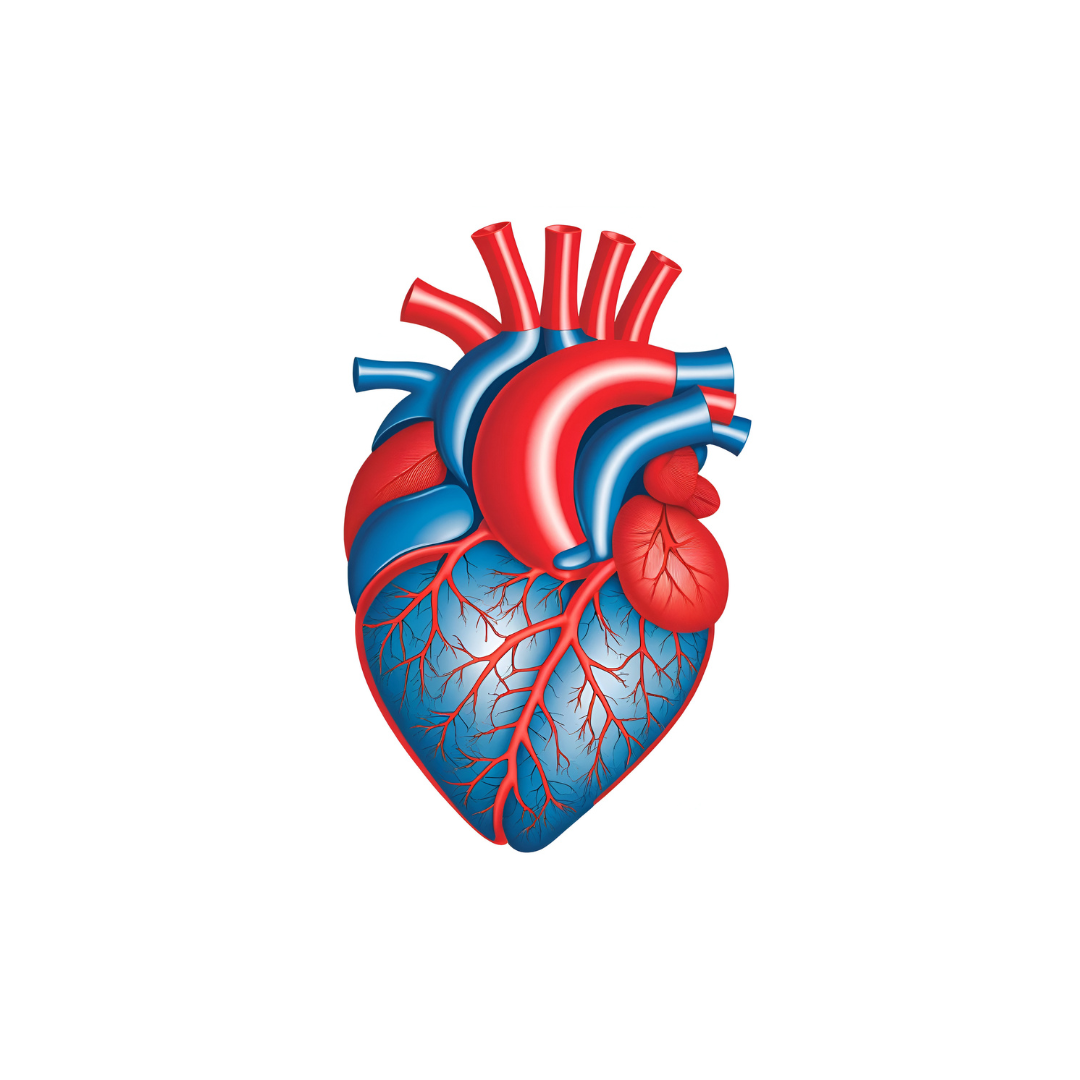 Ilustração de um coração humano, vermelho e azul, com veias. Artérias coronárias visíveis.