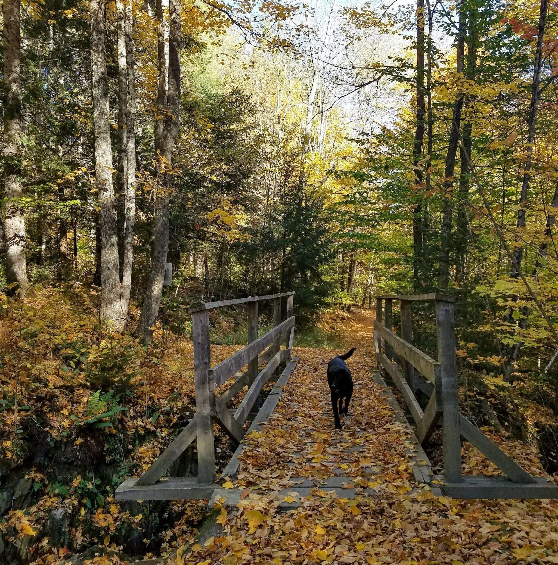 A dog is walking across a wooden bridge in the woods.