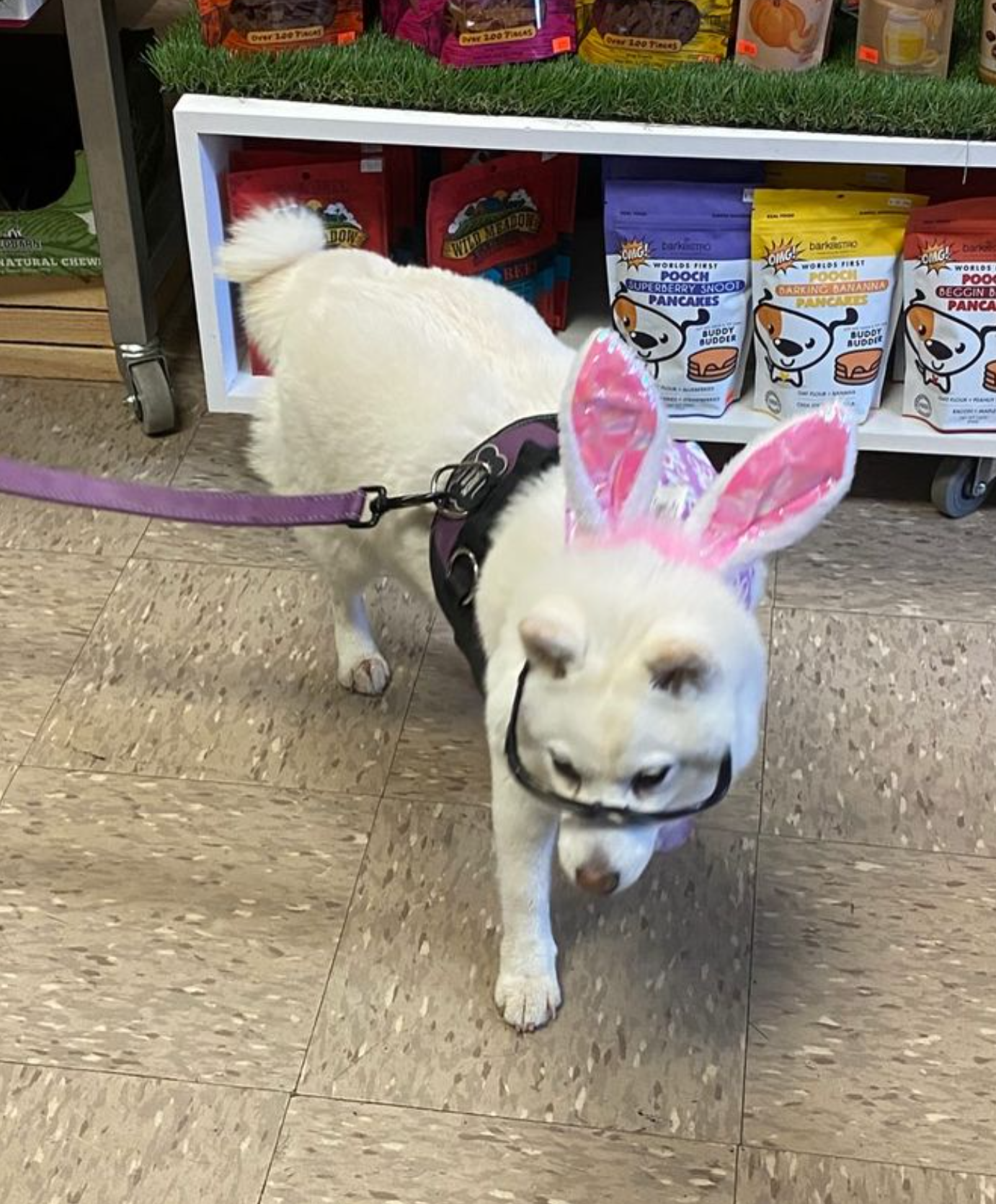 A white dog wearing pink bunny ears is walking on a leash in a store