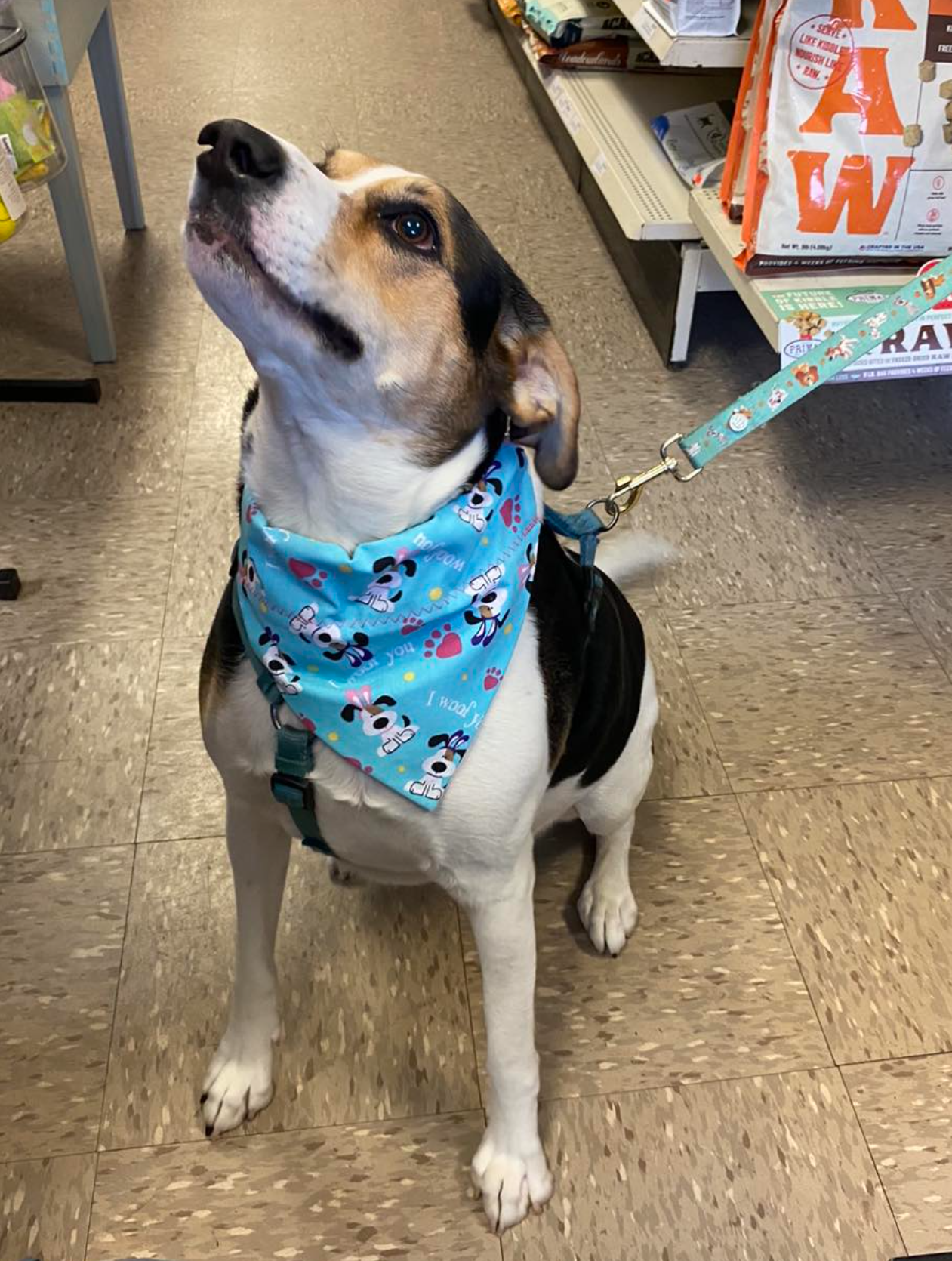 A black and white dog wearing a blue bandana is sitting on a tiled floor in a store
