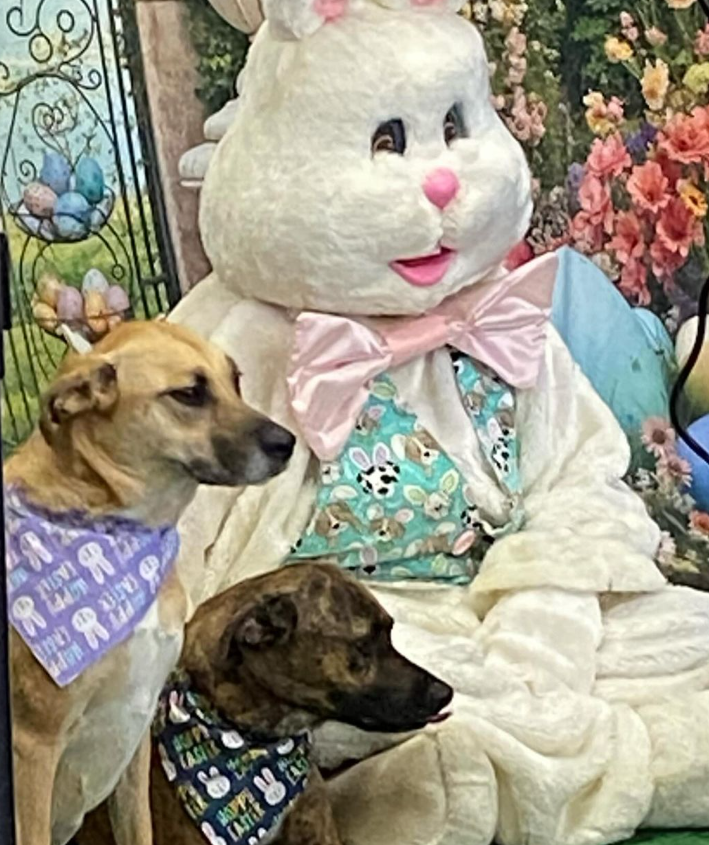 Two dogs are sitting next to an easter bunny
