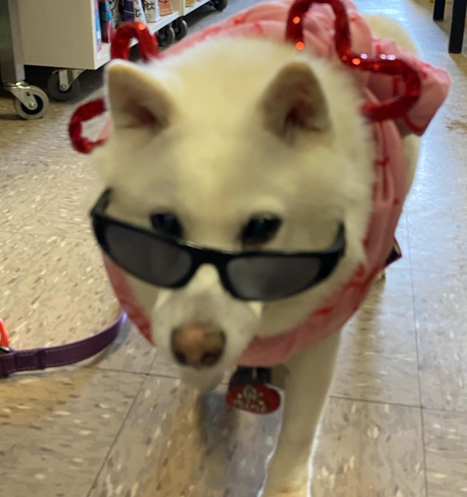 A white dog wearing sunglasses and a pink outfit