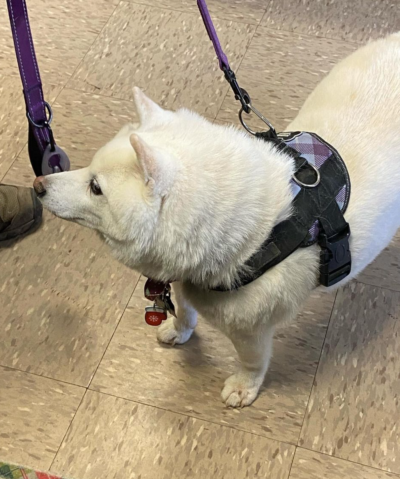 A white dog wearing a harness and leash is standing on a tiled floor