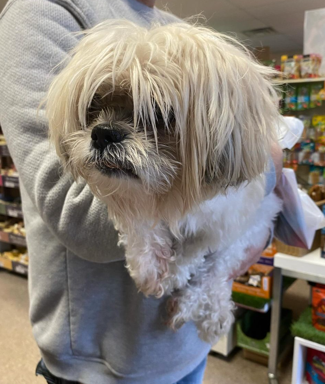 A person is holding a small white dog in their arms